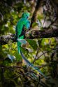 139 San Gerardo de Dota, quetzal